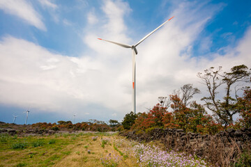 Landscape of  canola flowers with wind generator in Gapado Island of Jeju Island, Korea.