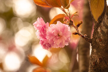 Cherry blossoms  busan city in south korea