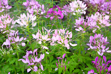 Cleome spinosa in the park