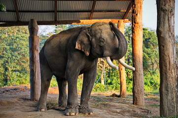 Fototapeta na wymiar Elephant in Chitwan National Park
