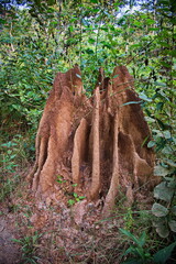 Big mound of termites in Chitwan National Park