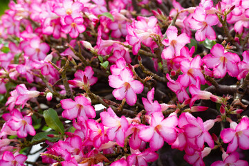 Adenium obesum flowers. Green leaves