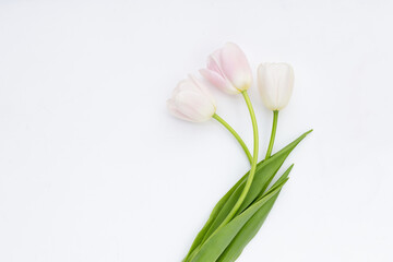 White pink tulips on white background.