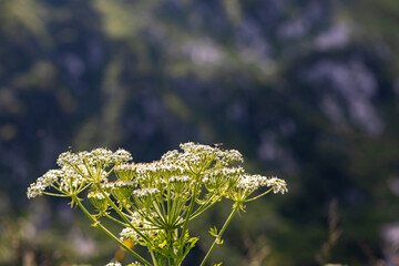 Pleurospermum austriacum flower growing in mountains