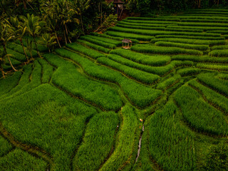 rice terraces view with small hut 