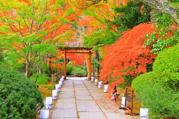 鮮やかな紅葉の参道と山門