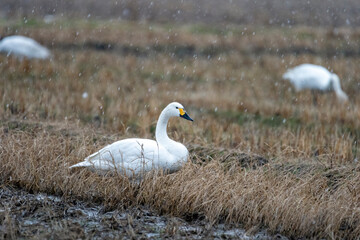 冬の使者・シベリアからやってきた白鳥