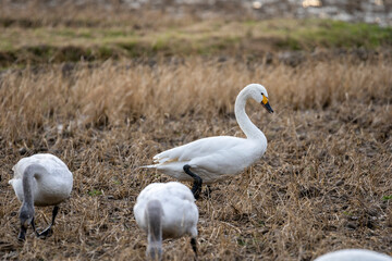 冬の使者・シベリアからやってきた白鳥