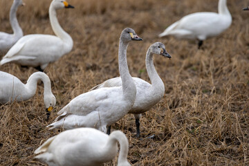 冬の使者・シベリアからやってきた白鳥