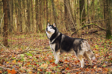 A dog walking in the woods