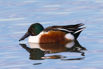 Male Northern Shoveler in beautiful light, seen in the wild in North California