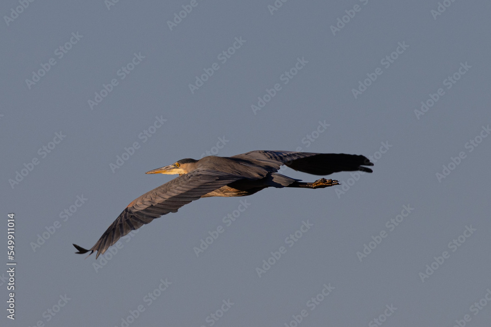 Sticker Great blue heron in beautiful light, seen in the wild in South Oregon