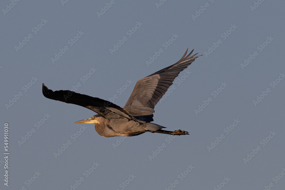 Canvas Prints Great blue heron in beautiful light, seen in the wild in South Oregon