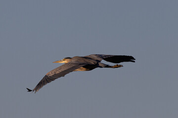 Great blue heron in beautiful light, seen in the wild in South Oregon
