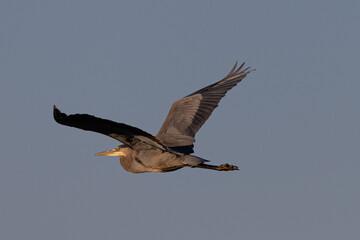 Great blue heron in beautiful light, seen in the wild in South Oregon