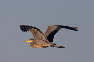 Great blue heron in beautiful light, seen in the wild in South Oregon