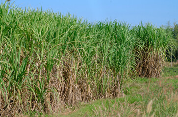sugar cane field, sugarcane in the field growing