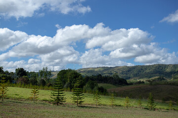 Green meadows with blue sky and clouds background..Landscape view of green grass on a slope with blue sky and clouds background.
