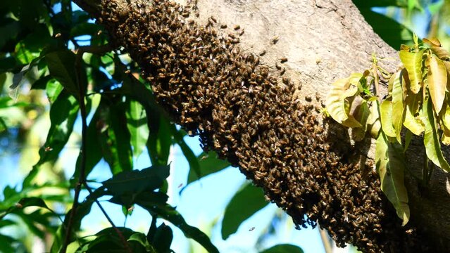 Herd of bees building beehive on tree trunk with green leaves in background, Social participation of honey bee