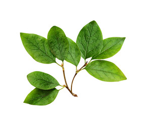 Twig with green leaves isolated