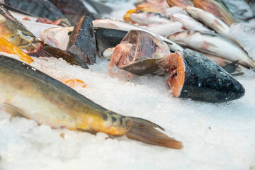 Salmon heads on ice. Fish market.