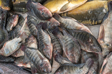 Freshly caught fish. Tilapia fish