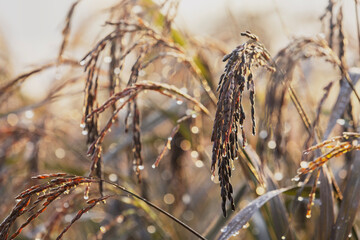 Freshness of riceberry rice in organic rice paddy field, ears of riceberry rice with morning dew
