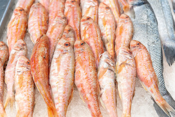 Freshly caught red mullet. Fish market.