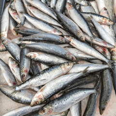 Freshly caught fish. Fish market.