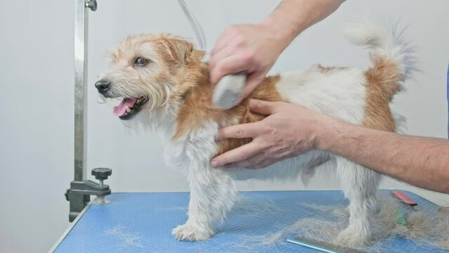 A male groomer picks up a long hair of a Jack Russell terrier dog with a comb and with the help of a stone pulls out the upper matured layer of hair