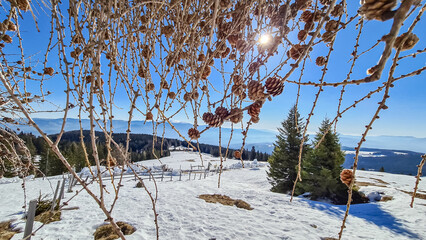 Selective focus on pinecone tree branch in foreground with panoramic view of mountain winter landscape on Saualpe, Lavanttal Alps, Carinthia, Austria, Europe. Ski touring on alpine meadows and forest