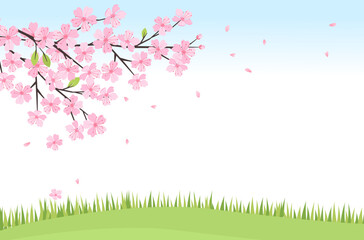 Cherry blossom Sakura flower, green grass on blue sky background vector illustration.