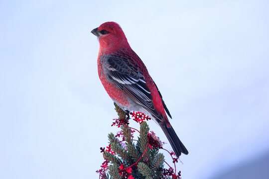 Red pine grosbeak perched on the top of Christmas tree.