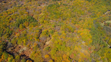 日本の山の紅葉