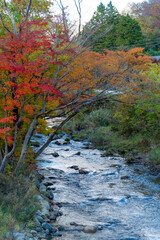 日本の紅葉と川