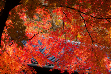 日本の山の美しい紅葉