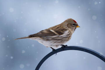 Bird common redpoll is perched on a fence in snowy winter day