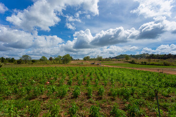 Fototapeta na wymiar The agricultural area on the plateau.