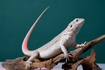 bearded dragon on ground with color background