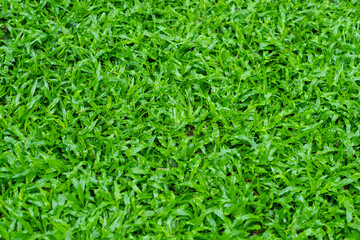 Green grass background, football field