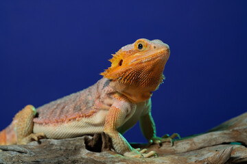 bearded dragon on ground with color background