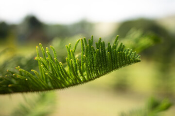 Close-up Norfolk Island pine (Araucaria heterophylla) green leaves and blue sky background.