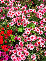 Close-up - white-red petunia blooms in a flower bed