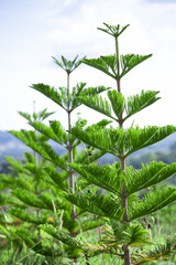Close-up Norfolk Island pine (Araucaria heterophylla) green leaves and blue sky background.