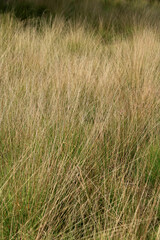 grasses in the cross border park the Zoom and Kalmthout heath in Belgium, the Netherlands