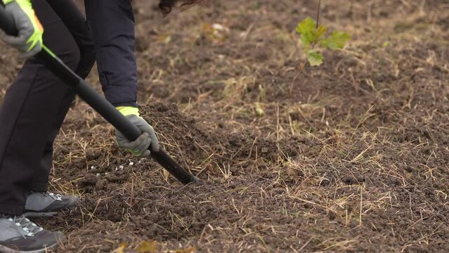 Tree planting event. Environmental action to create a forest by planting oak tree sapling. Close up view with the legs of a woman while pounding the soil next to the tree. 4k video.