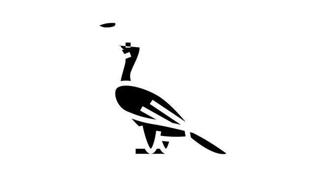 malabar pied hornbill bird exotic glyph icon animation