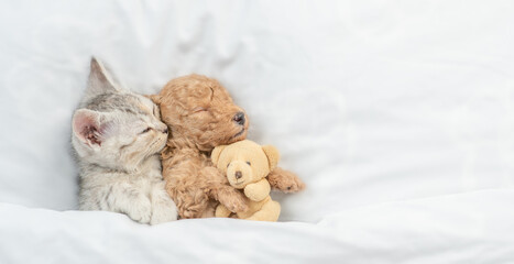 Cute tiny Toy Poodle puppy hugs toy bear and sleeps with happy tabby kitten under white warm blanket on a bed at home. Top down view. Empty space for text