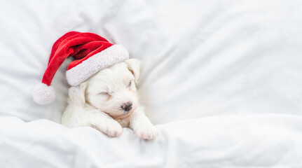 Fototapeta na wymiar Cute Bichon Frise puppy wearing red santa hat sleeps under white blanket at home. Top down view. Empty space for text