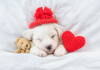 Tiny Bichon Frise puppy wearing tiny warm hat sleeps under  white blanket on a bed at home with favorite toy bear and red heart. Top down view